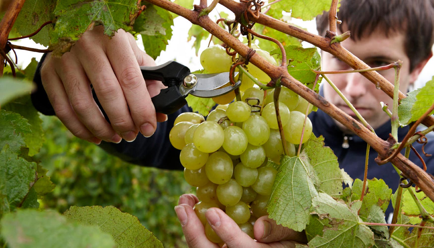 La viticultura ecolgica da un trato ms artesanal a la via