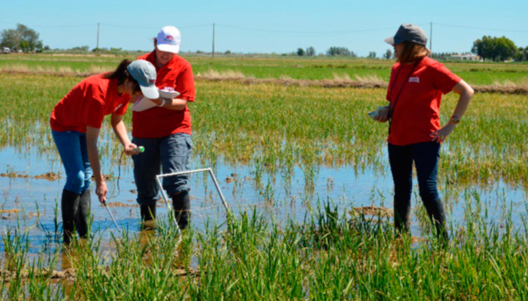 Tcnicas del IRTA controlan la salinidad del terreno en los arrozales del Delta del Ebro. Foto: IRTA