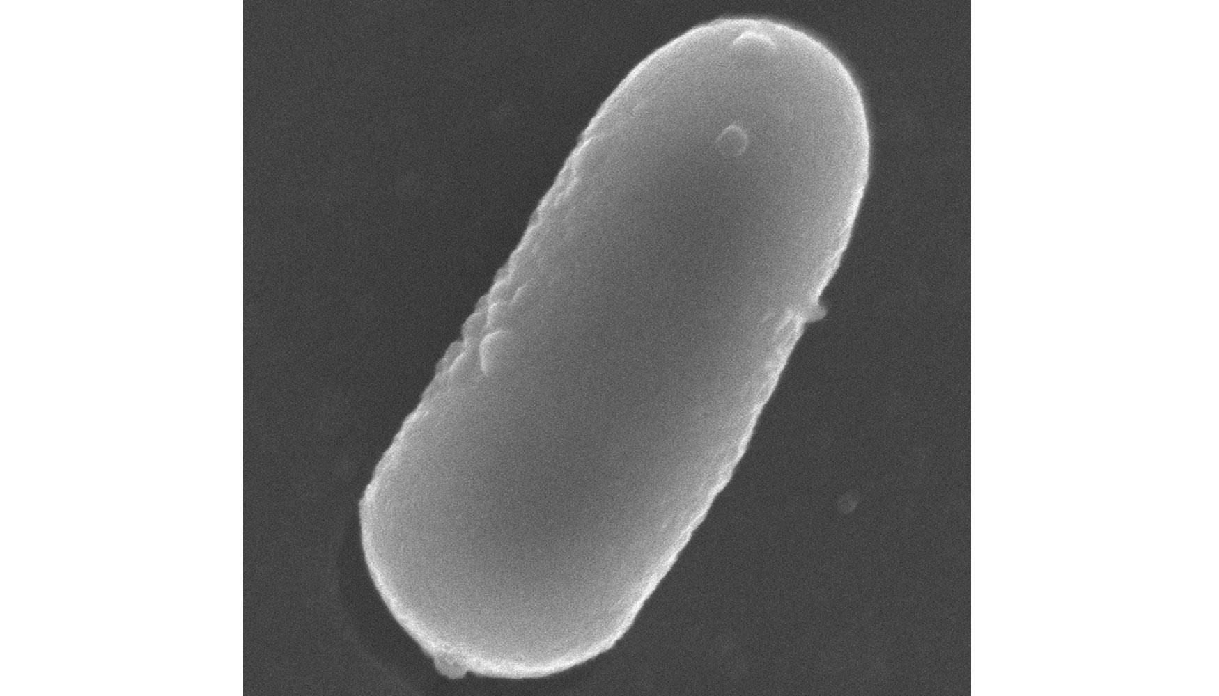 Lactobacillus pentosus MP-10. Foto: Fundacin Descubre