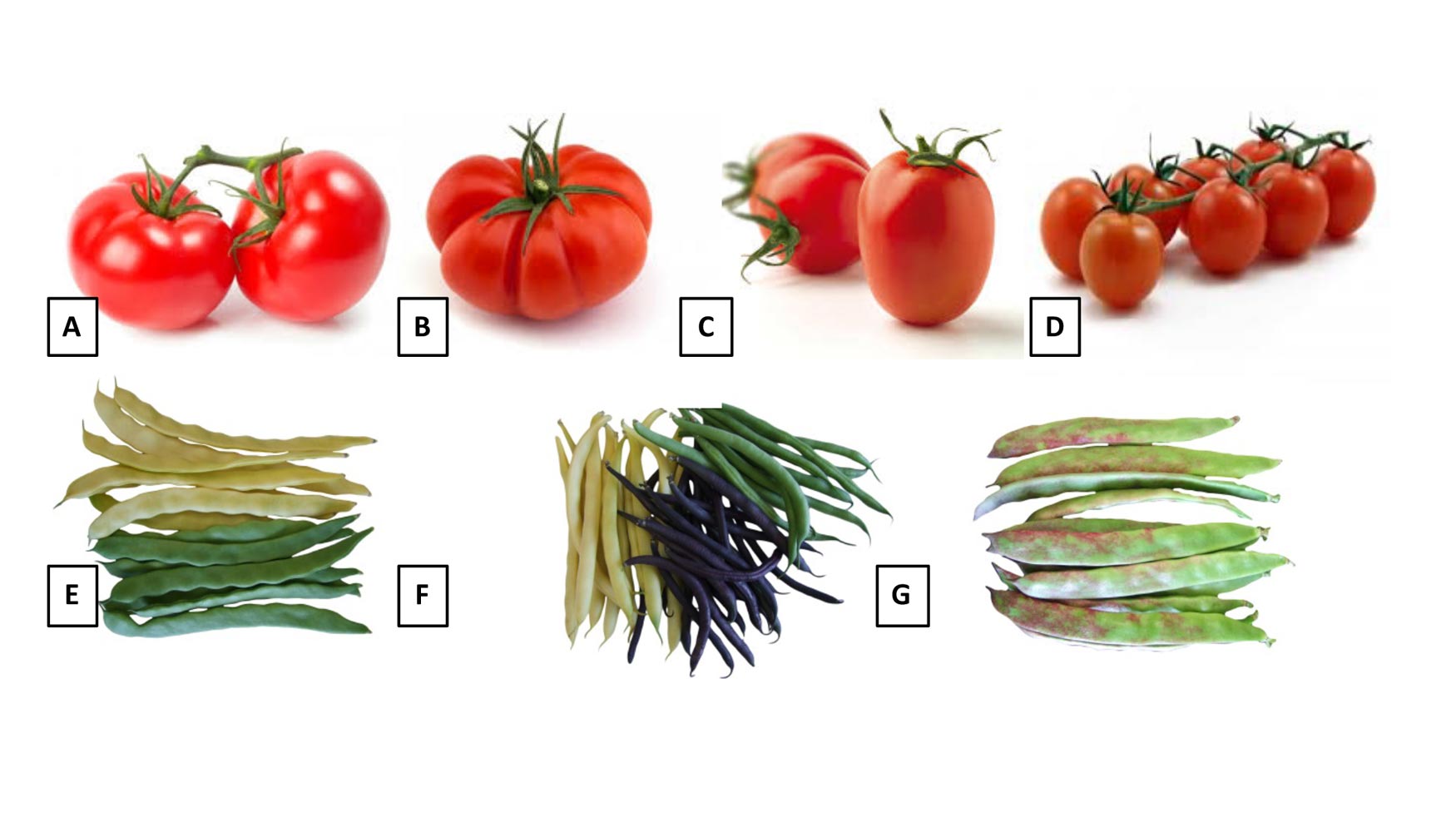 Fig. 3. Clasificacin de las variedades cultivadas de tomate y juda verde...