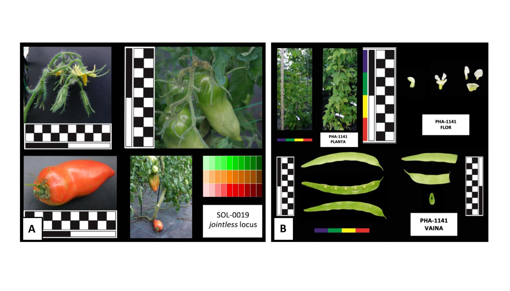 Fig. 5. Documentacin grfica de las variedades tradicionales de tomate (A) y juda verde (B)