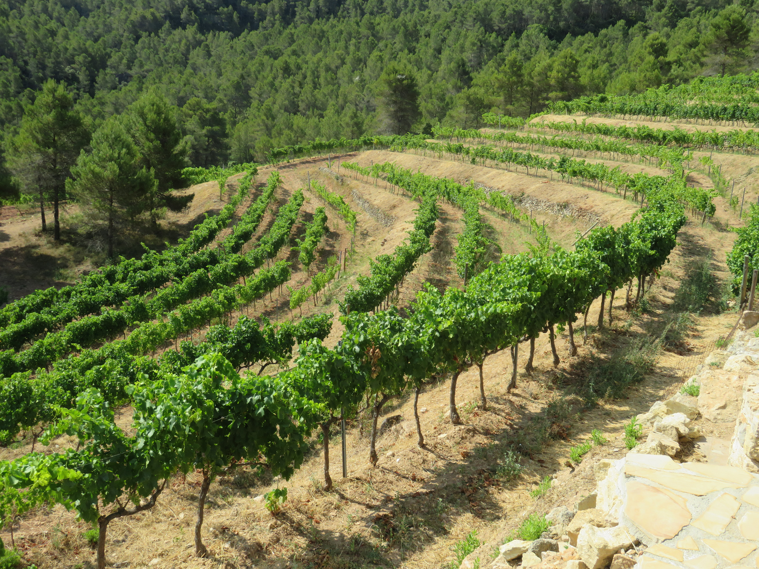 Vinyes Domenech se ubica entre la Sierra de Llaberia y el Montalt, en el Priorat