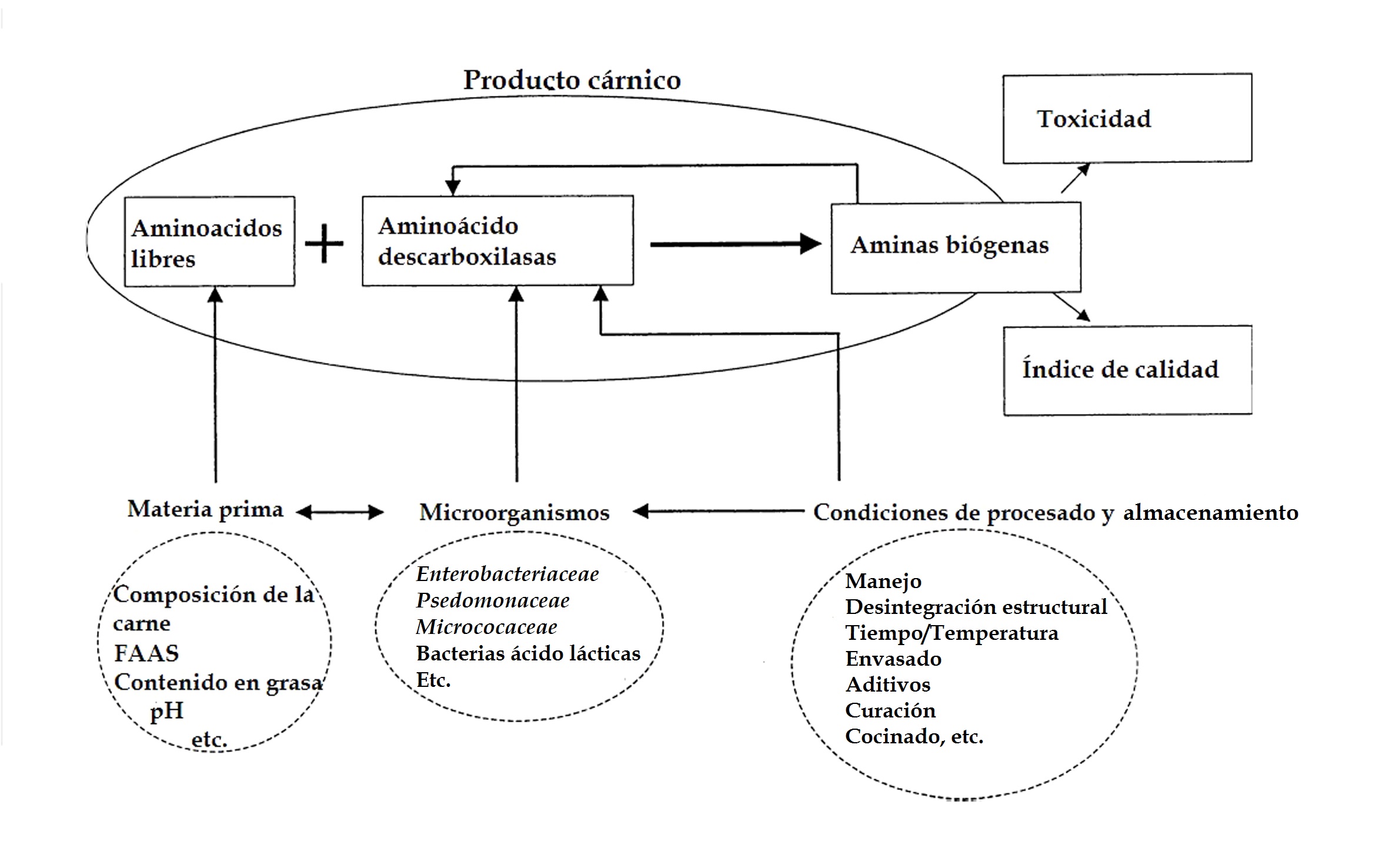 Figura 1. Factores que influyen en la formacin de aminas bigenas en productos crnicos (Ruiz-Capillas, & Jimnez-Colmenero, 2004)...