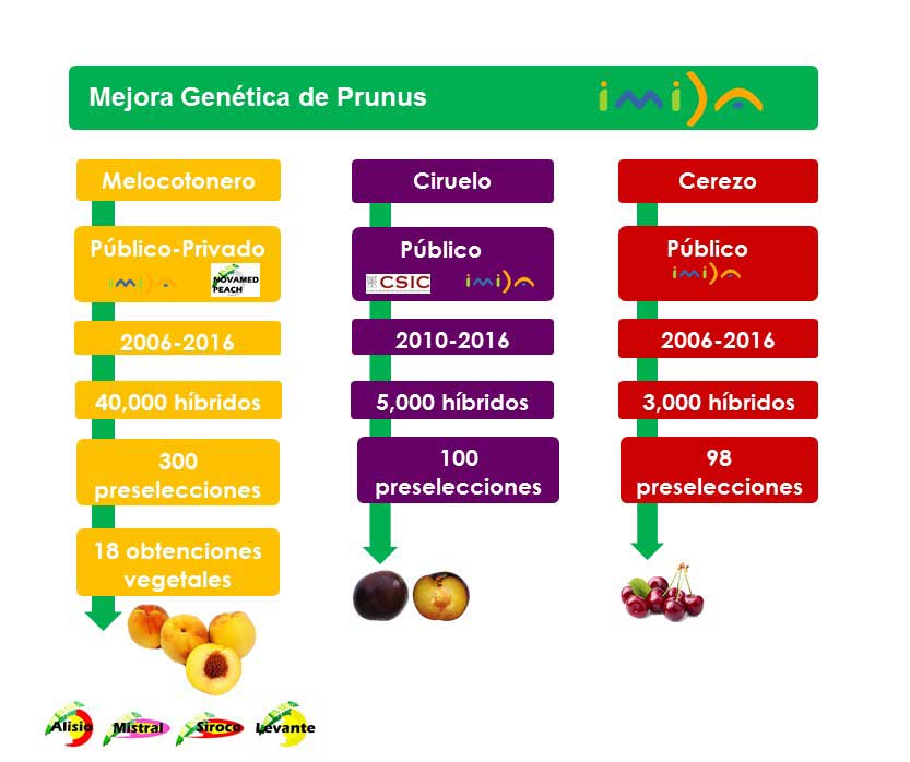 Figura 1. Estado actual de los tres programas de mejora gentica del gnero Prunus que est desarrollando el equipo de fruticultura del IMIDA...