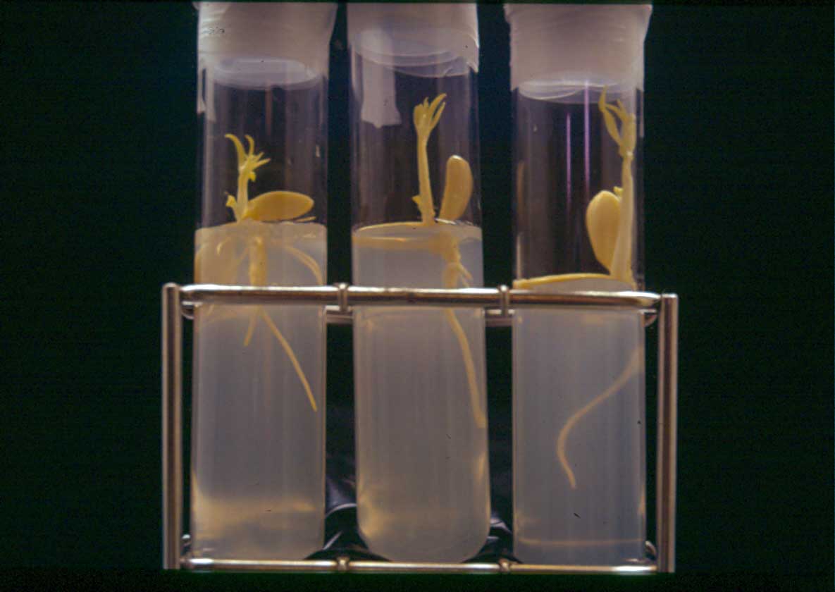 Figura 4. Embriones germinados en la cmara de estratificacin, para transferir a cmara de cultivo