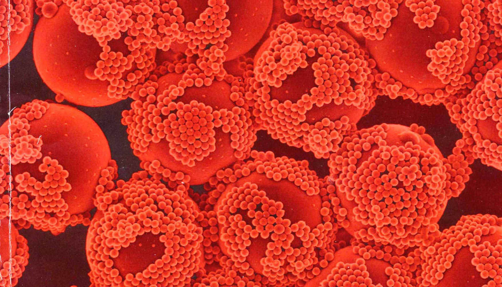 Clulas recubiertas con resveratrol vistas desde el microscopio