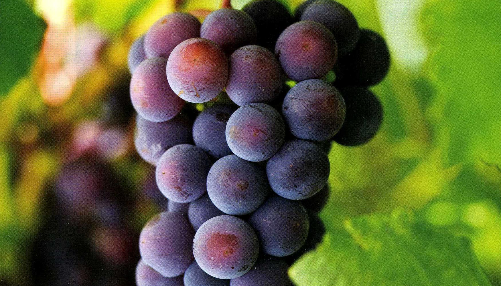 Racimo de uva negra con resveratrol y sin alcohol