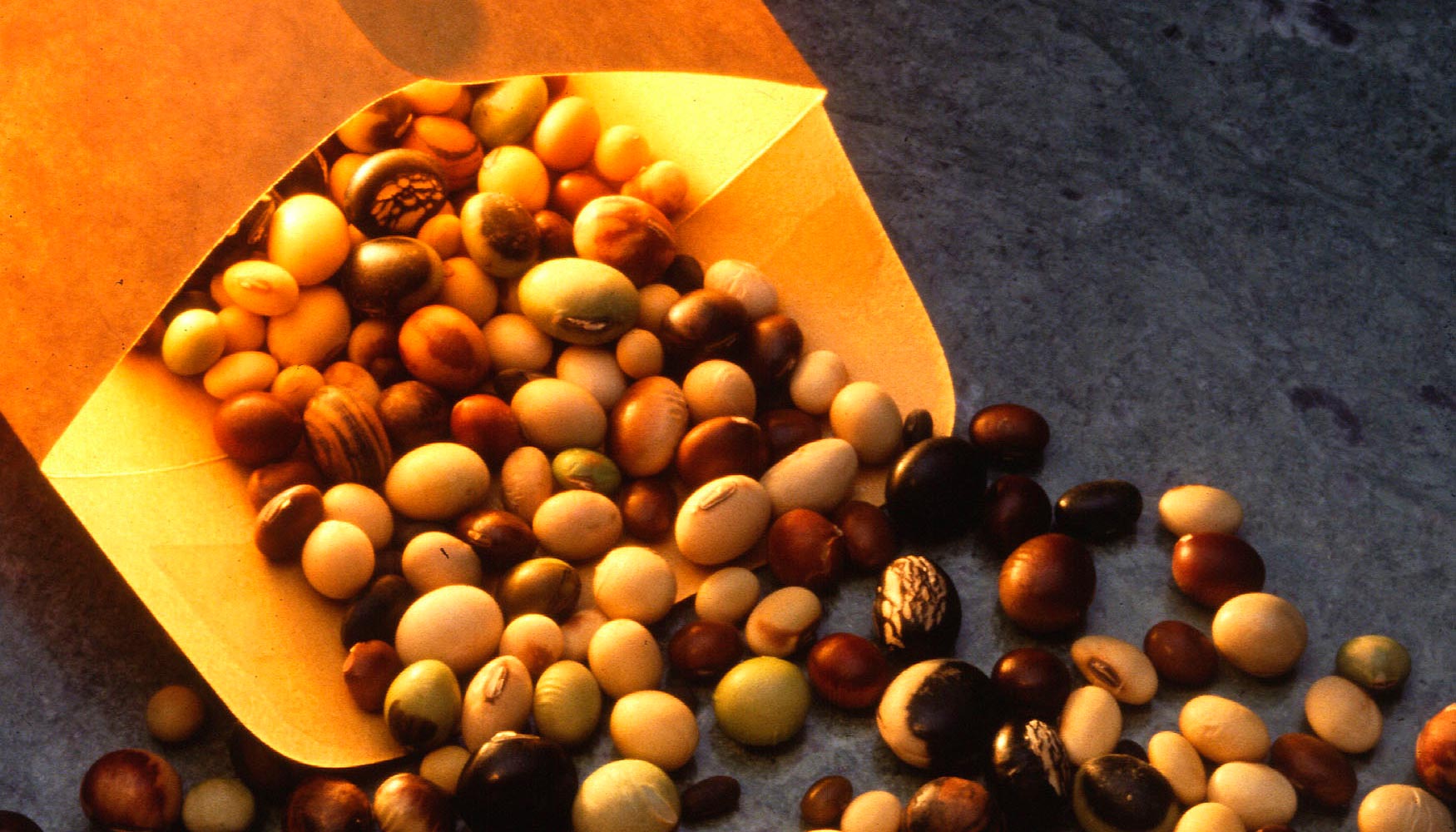 La soja es el principal producto agroalimentario que se exporta de Amrica Latina