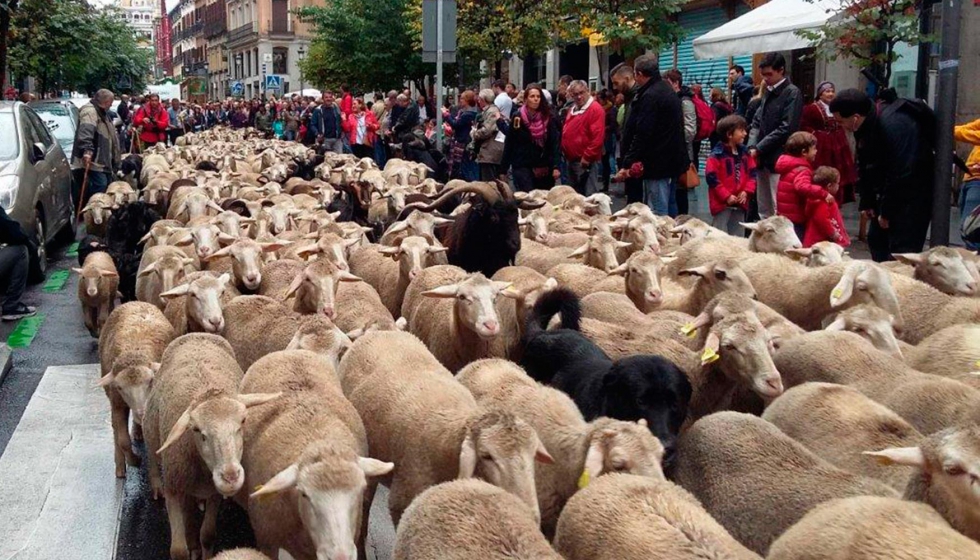 En la fiesta de la Trashumancia 2016 participaron ms de 2.000 ovejas que recorrieron las calles de la capital