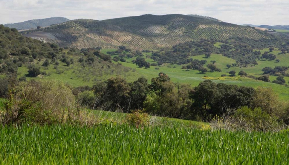 El olivar est considero como el cultivo ms importante de Europa para la conservacin de la biodiversidad. Foto: CeiA3...