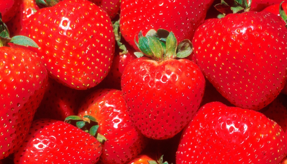 El incremento de la salinidad en la solucin nutritiva aportada durante la fase de fructificacin aument la calidad del fruto de fresa sin afectar a...