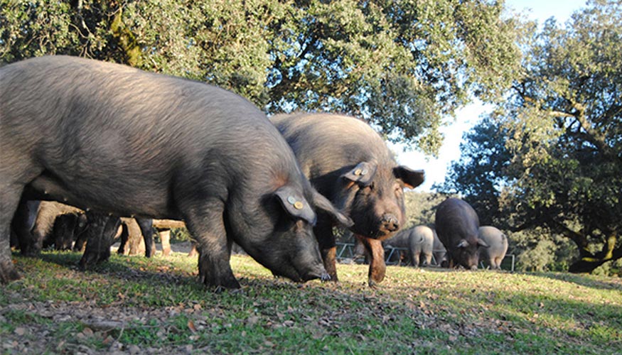 En Espaa se castran a todos los cerdos ibricos. Foto: Ana Rey