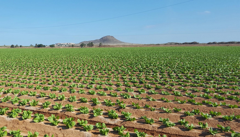 Cultivo de lechuga en Murcia