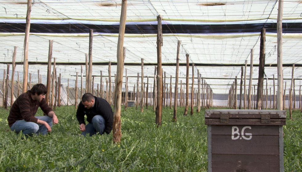 Cultivo de sanda en El Ejido