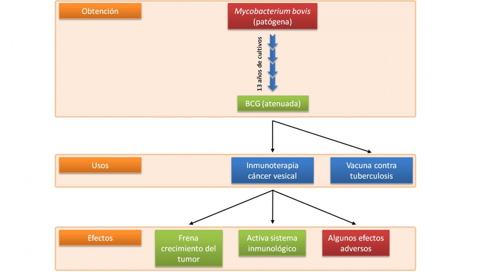Figura 2. Representacin esquemtica de la obtencin, los usos y los efectos de la BCG. En la parte superior se puede observar cmo se obtuvo la BCG...
