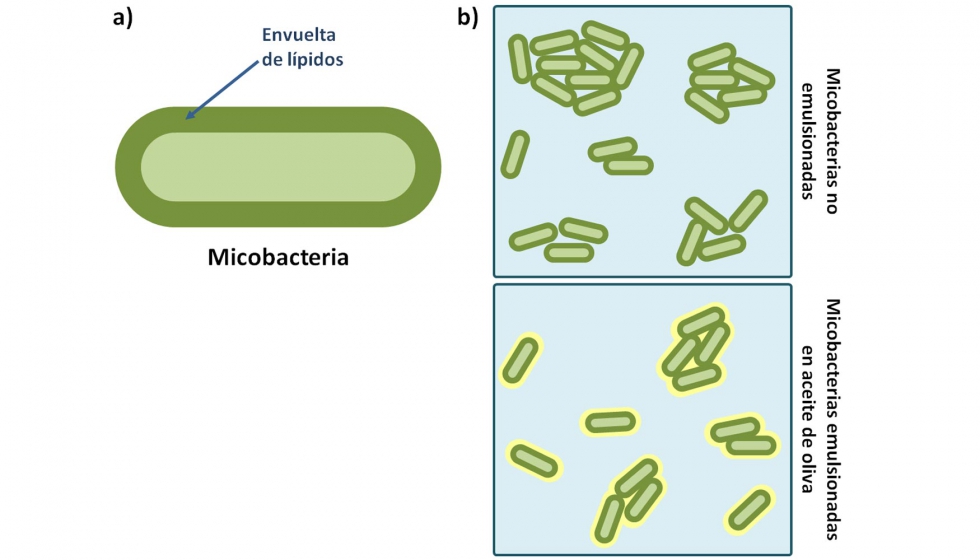 Figura 3. Representacin de las micobacterias en solucin acuosa y emulsionadas en aceite de oliva...