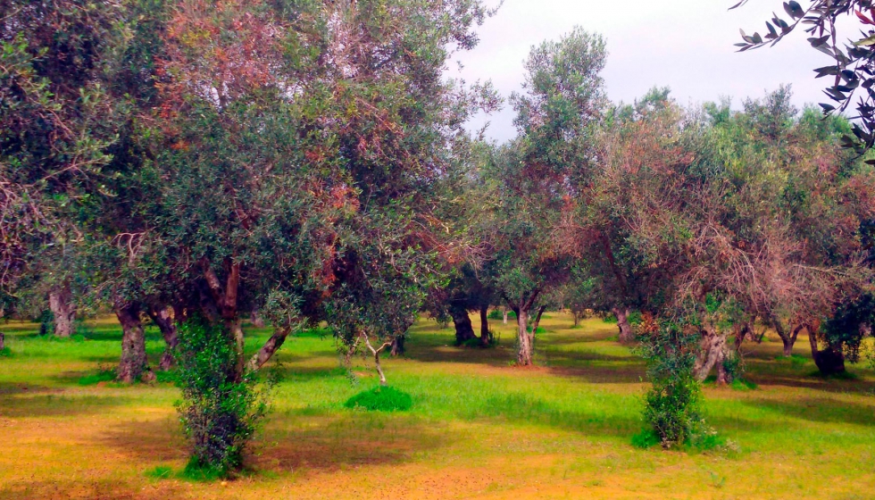 Olivos afectados por Xylella fastidiosa