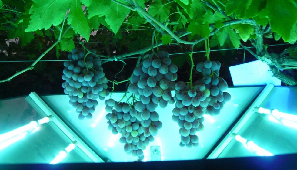 Exposicin de la uva a los rayos ultravioleta