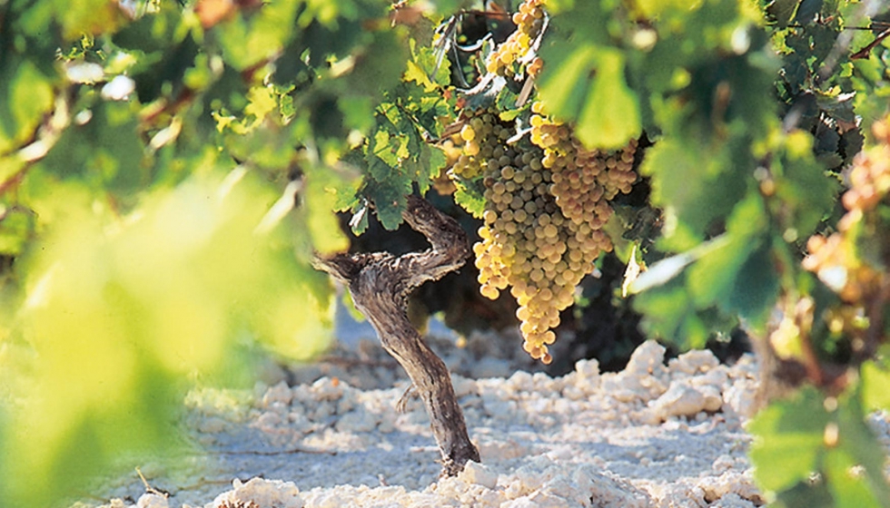 Cepa de uva Palomino sobre tierra albariza. Foto: CRDO Jerez