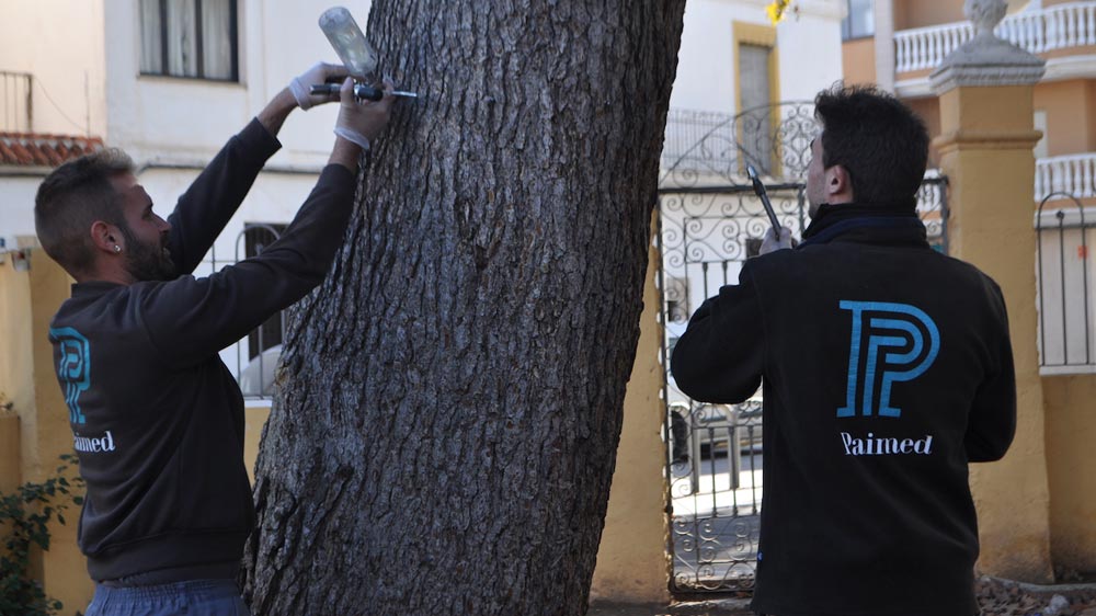 Unos trabajadores de la compaa aplicando el tratamiento a un pino