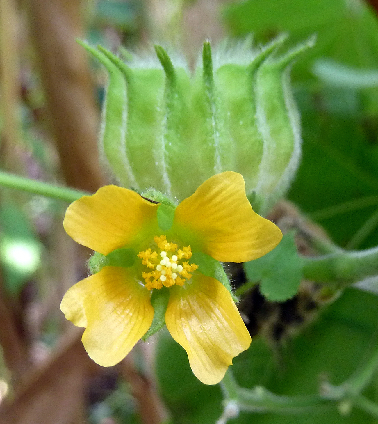 Flor y fruto de abutilon teophrasti