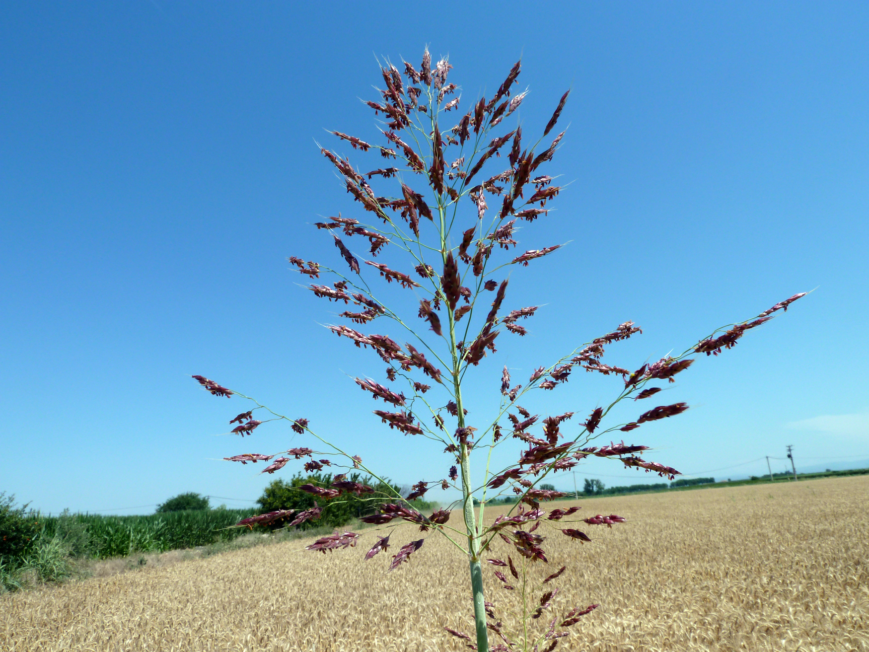 Panicula de Sorghum halepense