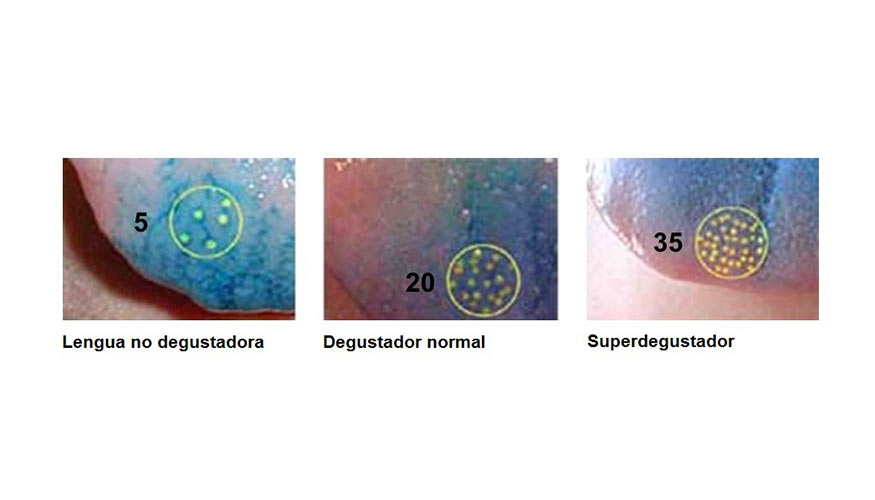 Diferencia de densidades de papilas gustativas. Foto: DNA Day - Pharmacogenetics