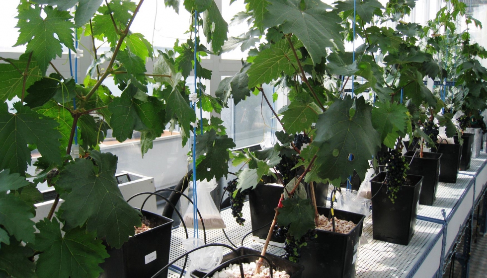 Figura 2. Esquejes fructferos de vid cv Tempranillo cultivados en los invernaderos de cambio climtico (Universidad de Navarra, Pamplona)...