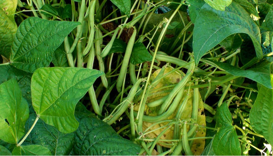 Las judas y la soja son las plantas ms eficientes en el proceso de metabolizacin del nitrgeno. Foto: todoplantas.net...