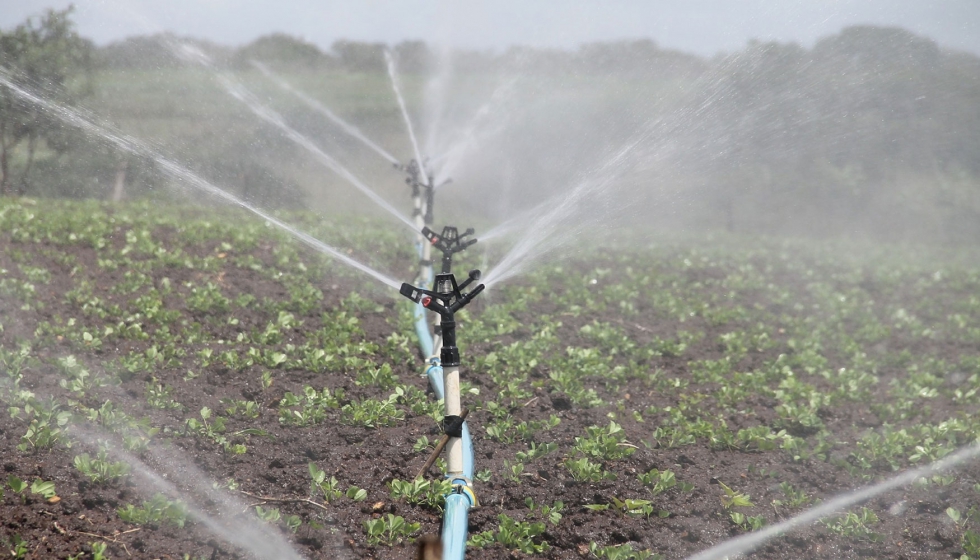 Los investigadores han estudiado diversas prcticas para optimizar el agua y el nitrgeno en los sistemas de cultivo. Foto: Pixabay...