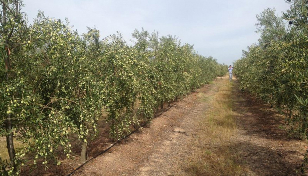 Los Manzanillos plantados en seto en la finca de Campo Maior, Portugal