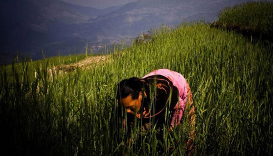 Una trabajadora en un campo de trigo en Nepal. Foto: Saliendra Kharel/FAO