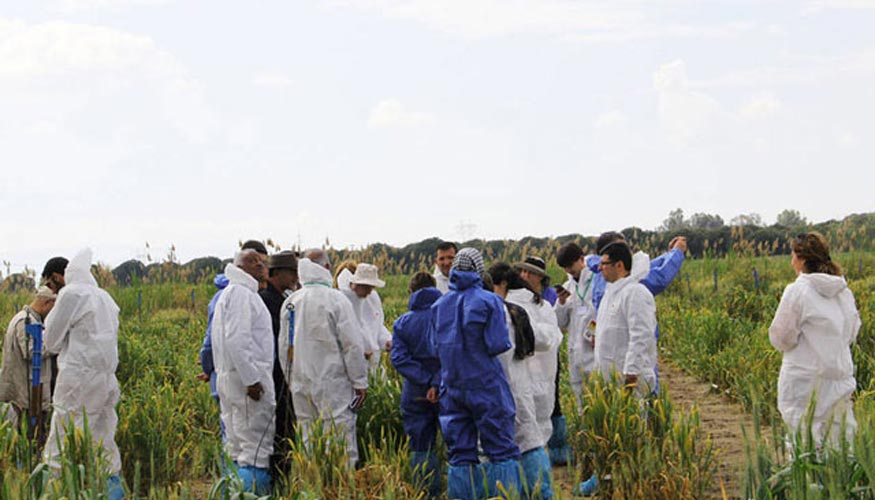 Expertos examinan una parcela de investigacin cerca de Izmir, Turqua, afectada por la roya amarilla del trigo. Foto: Fazil Dusunceli/FAO...