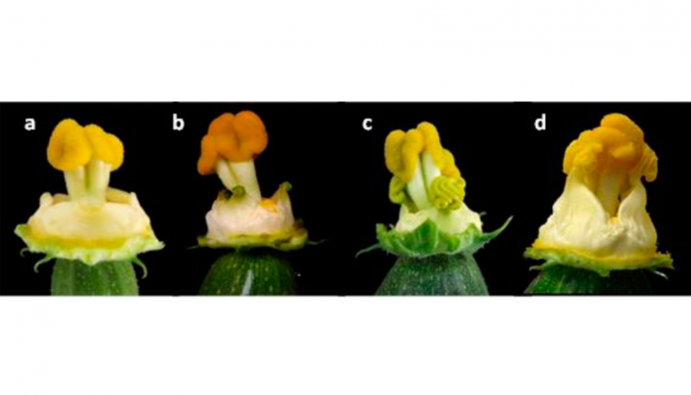 Figura 3. Flores femeninas normales (a) y hermafroditas (b-c) de calabacn inducidas por mutagnesis. (a) WT, (b) ein1, (c) ein2, (d) ein3...