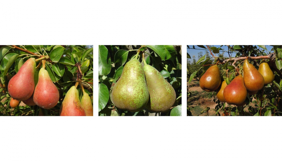 Diferentes presentaciones de fruto en pera, desde el bicolor de Carmen (izquierda)...