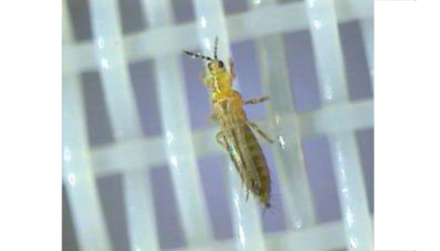 Mallas anti-insectos: el microclima de los invernaderos, dinámica de insectos perjudiciales y producción de cultivos - Horticultura