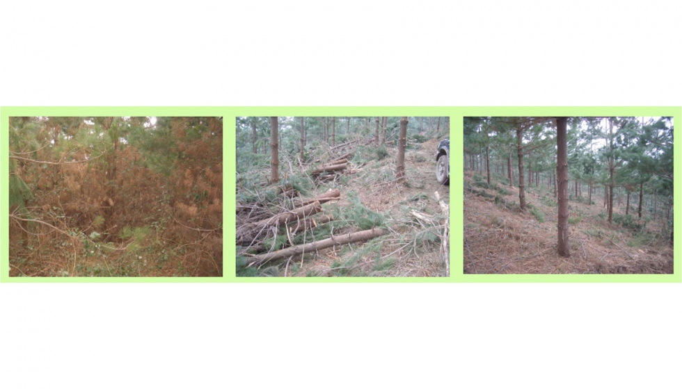 Antes, durante y despus de la extraccin de biomasa en un pinar de Radiata