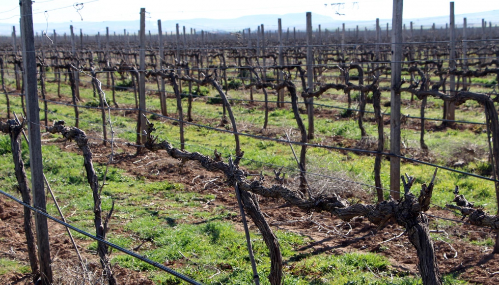 Viedo Dehesa los Llanos con cubierta vegetal