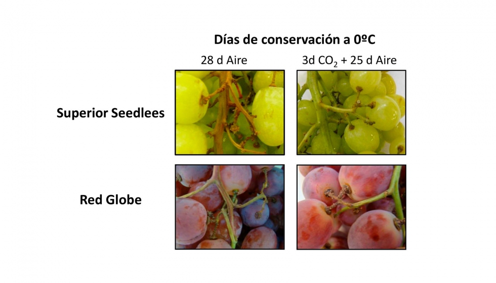 Figura 2: Efecto del CO2 en el control del pardeamiento del raquis de uva de mesa (Vitis vinifera L.).