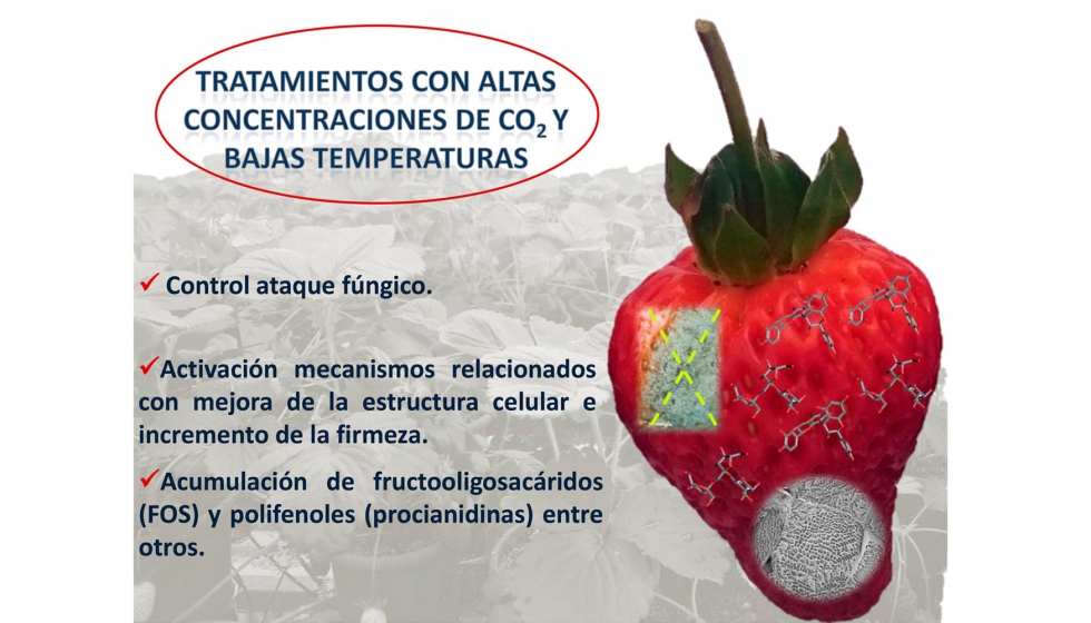 Figura 3: Efecto del CO2 en la induccin de compuestos de defensa al ataque fngico y de mejora de la estructura celular en fresas (Fragaria vesca L...