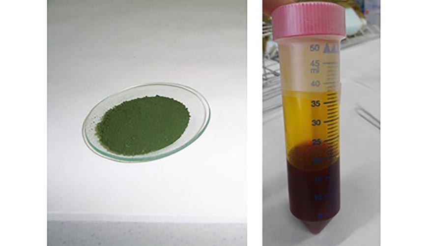 Figura 1: Biomasa de la microalga Scenedesmus almeriensis (izquierda) y extracto de carotenoides en aceite de oliva (derecha)...