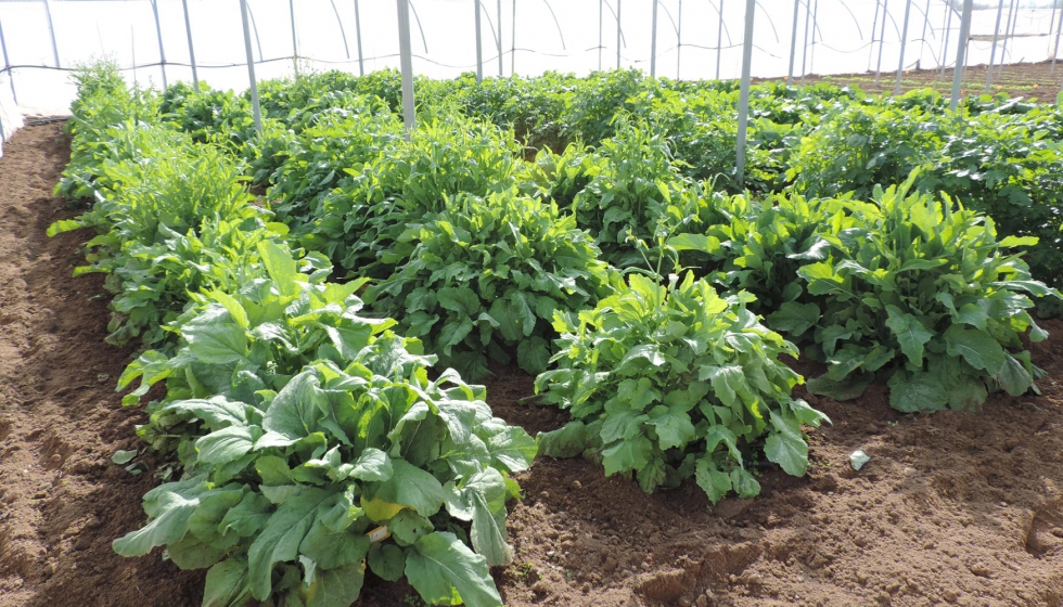 Foto 3: Cultivo de Brassica rapa en finca experimental IAS-CSIC