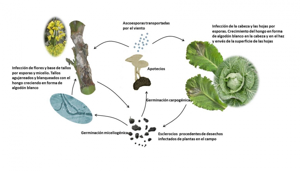 Figura 1. Ciclo vital de Sclerotinia sclerotiorum y epidemiologa en Brassica spp