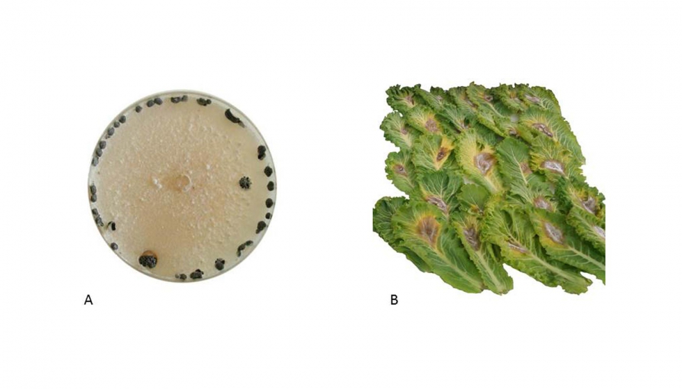 Figura 2. a) Colonia de Sclerotinia sclerotiorum en medio PDA...