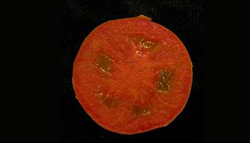 Flores y frutos sin semillas del mutante hydra de tomate. Fotos: CSIC