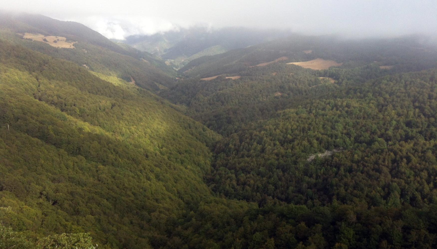 Paisaje de monte cntabro: El papel de los bosques como sumidero: Un monte gestionado aumenta su capacidad de fijar carbono...