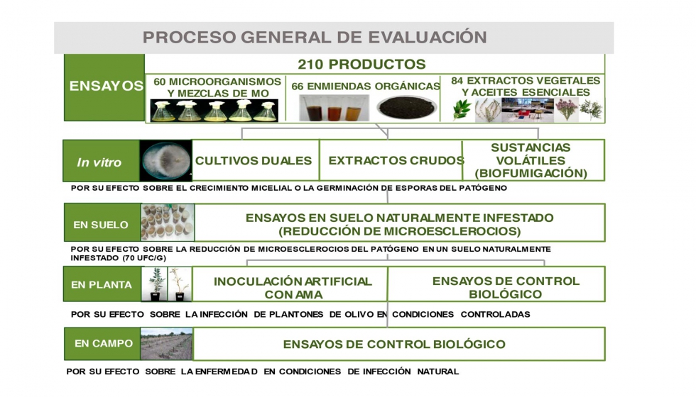 Figura 6. Proceso general llevado a cabo para la evaluacin de los tratamientos biolgicos para el control de la Verticilosis del olivo...
