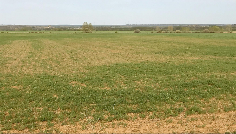 Campos de cereal afectados por la sequa en Sahagn (Len). Foto: J.M. Delgado