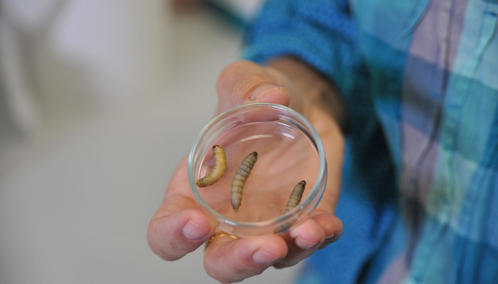 Ejemplares de gusano de la cera en una placa Petri. Csar Hernndez/CSIC
