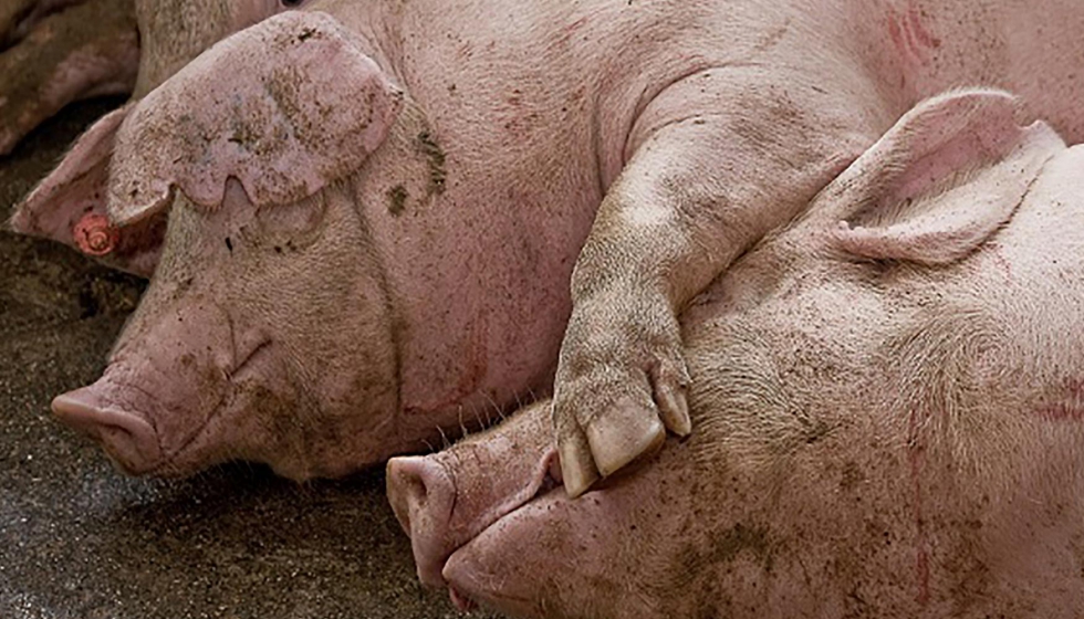 Ms de un tercio de la produccin ganadera de Espaa se centra en la especie porcina. Foto: Alejandro Arango